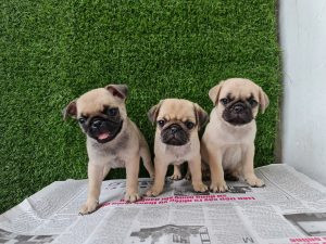 Chó Pug với khuôn mặt xệ đặc trưng tại Đà Nẵng