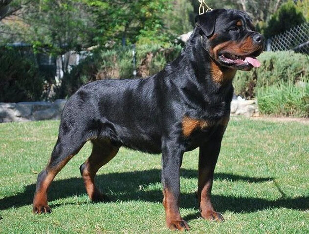 Chó Rhodesian Ridgeback, còn được gọi là chó săn sư tử châu Phi