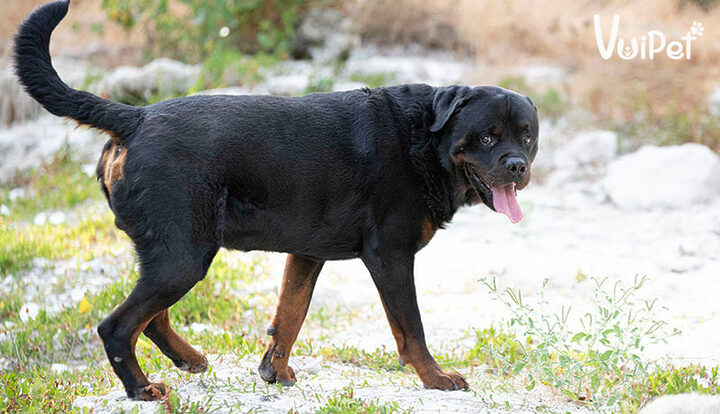 Kinh nghiệm nuôi chó Rottweiler khỏe mạnh, toàn diện