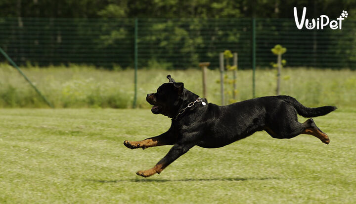 Kinh nghiệm nuôi chó Rottweiler khỏe mạnh, toàn diện