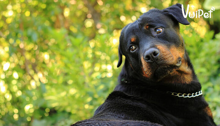 Kinh nghiệm nuôi chó Rottweiler khỏe mạnh, toàn diện