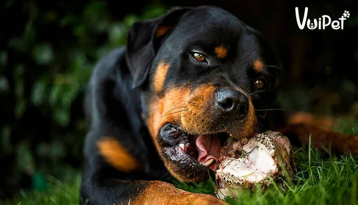 Kinh nghiệm nuôi chó Rottweiler khỏe mạnh, toàn diện