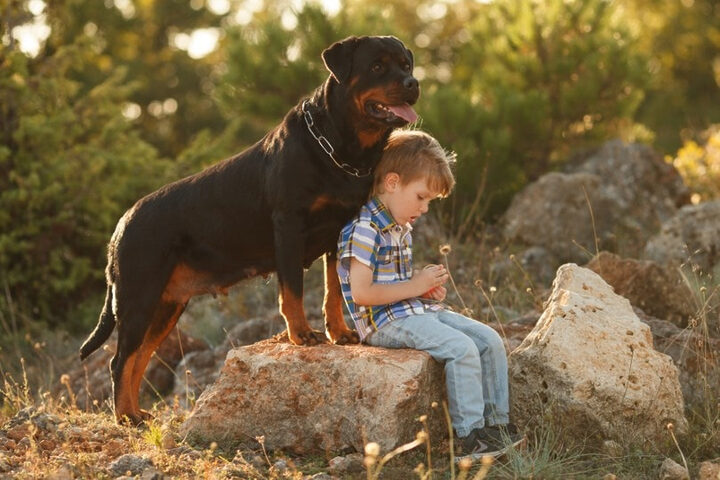 Chó Rottweiler bảo vệ chủ nhỏ, minh chứng cho bản năng bảo vệ và lòng trung thành của chó