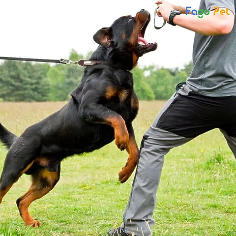 Chó Rottweiler đang tập nhặt đồ, thể hiện kỹ năng tìm kiếm và mang vật về cho chủ.