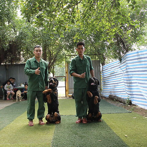 Chó Rottweiler đang tập trung nghe lệnh tại trường huấn luyện chó nghiệp vụ