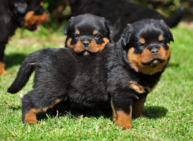 Chó Rottweiler dũng mãnh với khả năng chiến đấu tốt