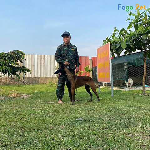 Chó Rottweiler được huấn luyện chuyên nghiệp, thể hiện sự thay đổi tích cực về hành vi.