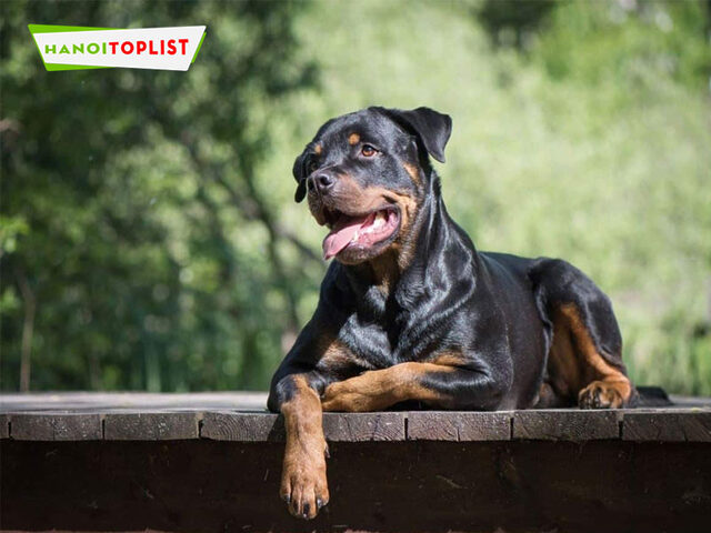 Chó Rottweiler giá rẻ Hà Nội tại Trại Chó Rottweiler Hà Nội