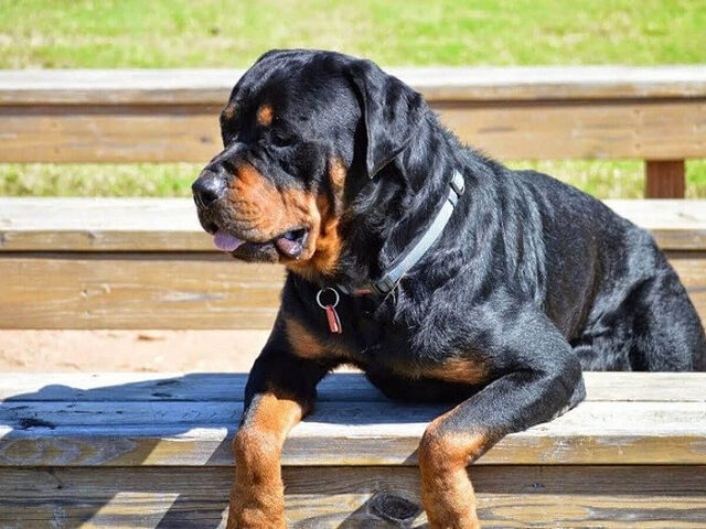 Chó Rottweiler - một trong các giống chó dữ ở Việt Nam được ưa chuộng