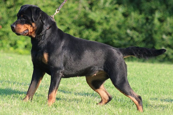 Chó Rottweiler, một trong những giống chó canh gác mạnh mẽ và trung thành