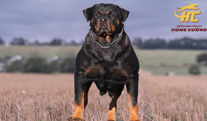 Chó Rottweiler trung thành, một giống chó giá rẻ dễ nuôi nhưng cần huấn luyện kỹ