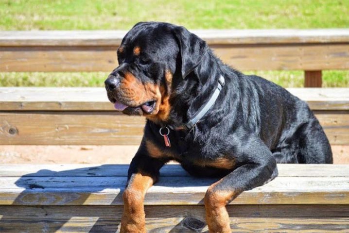 Cách nuôi chó Rottweiler trưởng thành đúng chuẩn A-Z