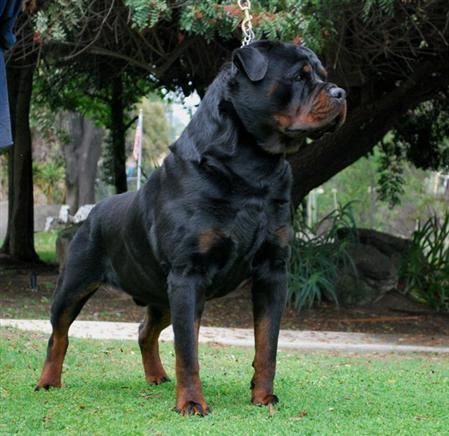 Chó Rottweiler, với thân hình to lớn và hàm cực khỏe, là một trong những giống chó hung dữ nhất thế giới