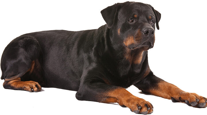 Trại Chó Rottweiler Bến Tre: Chọn Lựa Lý Tưởng Cho Gia Đình