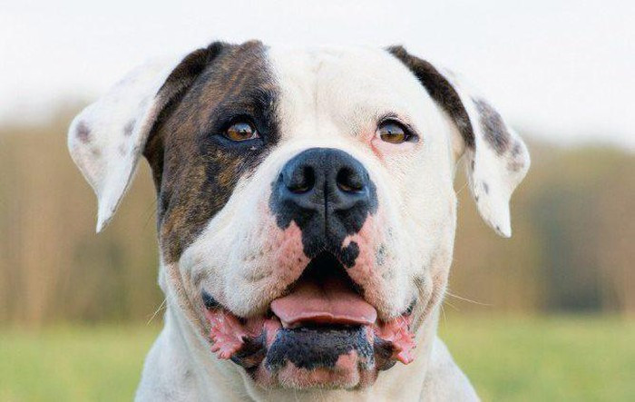 Chó Saint Bernard, giống chó khổng lồ thân thiện nhưng có tiềm năng nguy hiểm