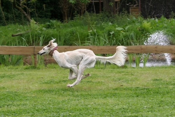 Chó Saluki với bộ lông dài mượt, giống chó săn cổ xưa có tốc độ cao