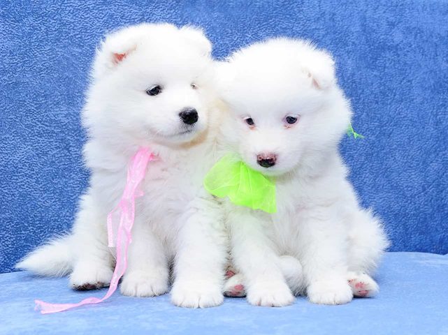 Chó Samoyed Thích Ăn Gì? Hướng Dẫn Dinh Dưỡng Toàn Diện