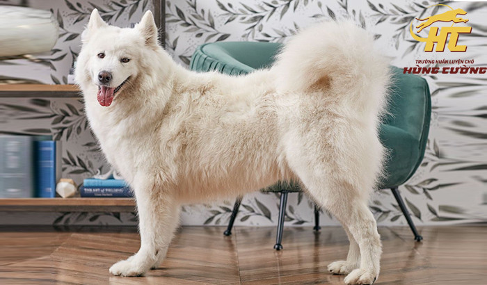 Chó Samoyed con đáng yêu với bộ lông trắng muốt