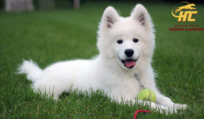 Chó Samoyed con vui đùa, tập thể dục để duy trì sức khỏe tốt