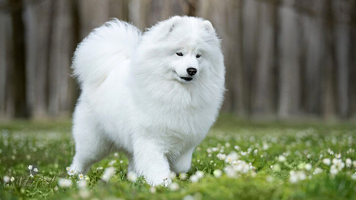 Chó Samoyed (Sam) nổi bật với bộ lông trắng muốt như tuyết, là giống chó đẹp dễ nuôi thân thiện