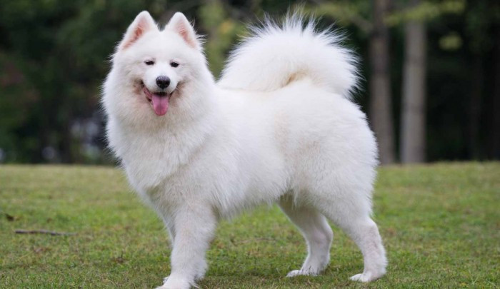 Chó Samoyed trắng muốt, mang vẻ đẹp thuần khiết trong danh sách tên các loại chó cảnh đẹp