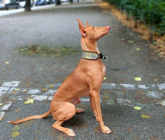 Chó săn Pharaoh với đôi tai dựng và vẻ ngoài quý phái