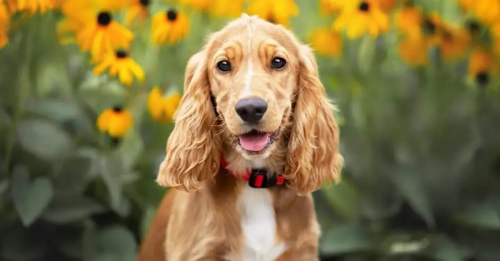 chó săn Tây Ban Nha Cocker Spaniel anh dũng