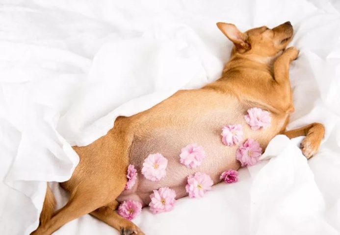 Chó sau khi phối giống vẫn ra máu là hiện tượng bình thường khi chó cái động dục