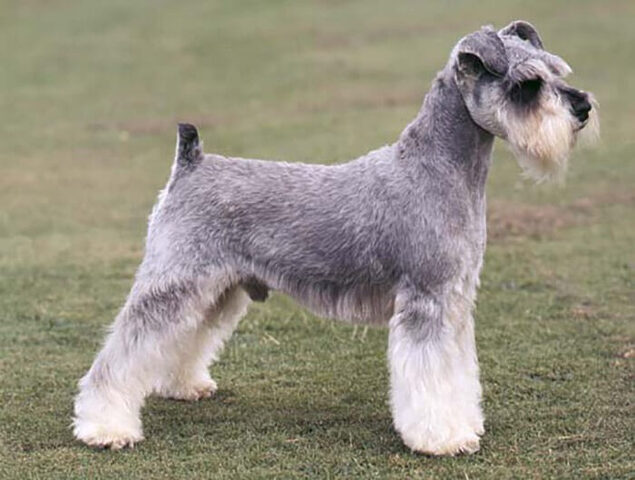 Chó Schnauzer (Miniature hoặc Standard) cảnh giác, một giống chó thích hợp nuôi trong nhà với bộ lông không gây dị ứng