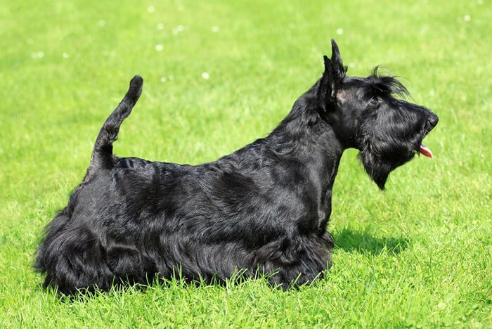 Chó Scottish Terrier trung thành, một giống chó thích hợp nuôi trong nhà với bộ lông ngắn, ít rụng
