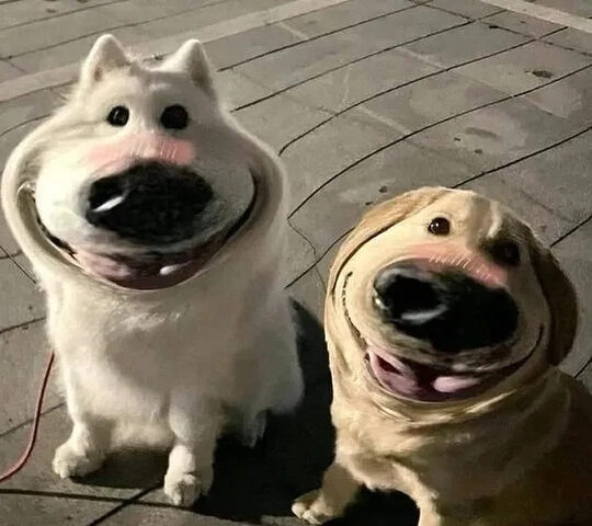 Chó Shiba Inu cầm súng, tạo hình meme ấn tượng và hài hước, một trong những con chó biểu cảm nhất.