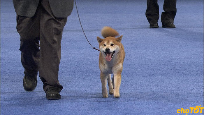 Chó Shiba Inu đang được huấn luyện bằng cách tập trung vào tay chủ