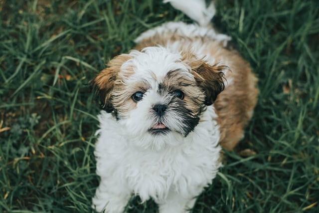 Chó Shih Tzu với bộ lông dài đặc trưng, tượng trưng cho sự quý phái và tình cảm