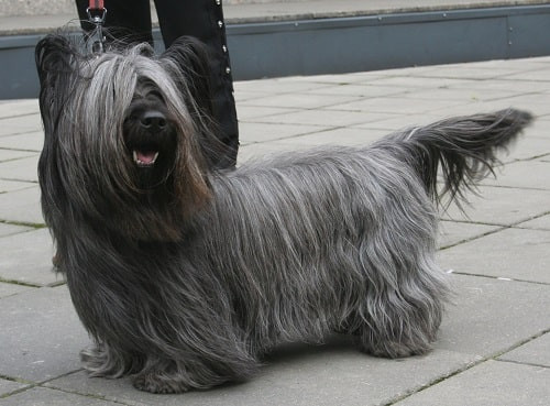 Chó Skye Terrier với bộ lông dài mượt và vẻ ngoài kiêu sa