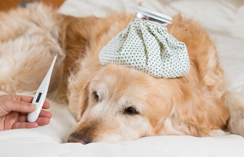 Chó sốt nhẹ ở thể mạn tính