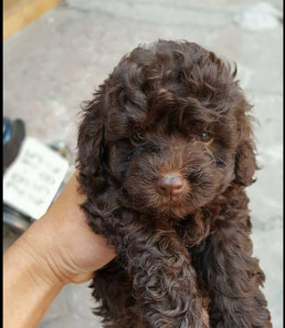 Chó Standard Poodle với bộ lông socola độc đáo