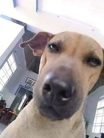 Chó sục bò với biểu cảm hài hước đặc trưng, thường xuất hiện trong các meme vui nhộn.