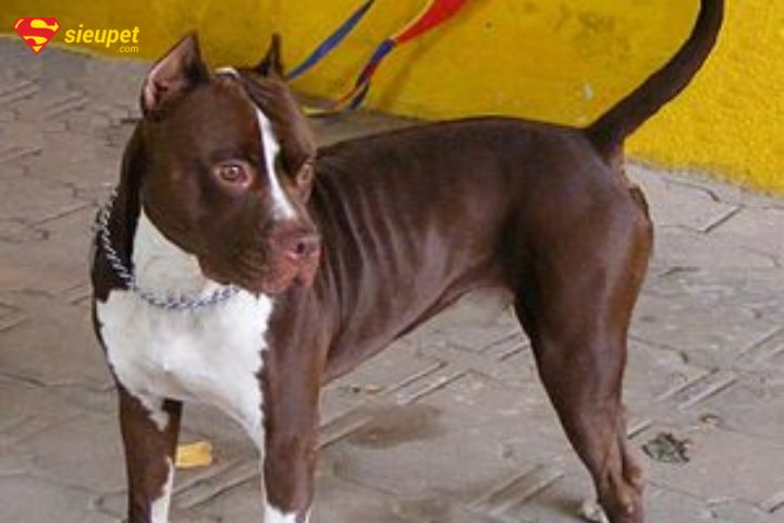 chó sục pit bull mỹ