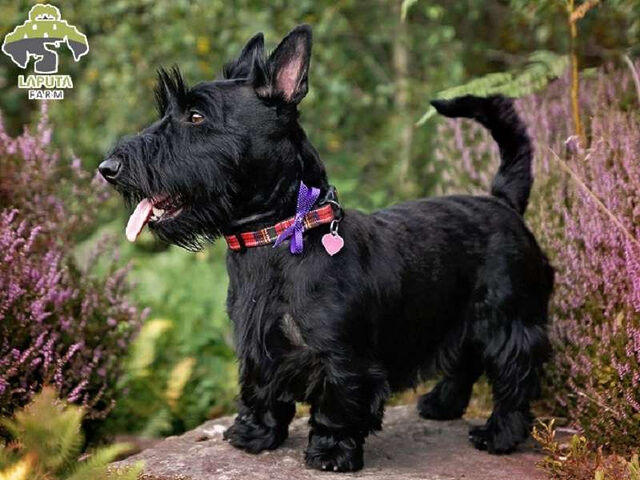 Chó Sục Scotland lùn