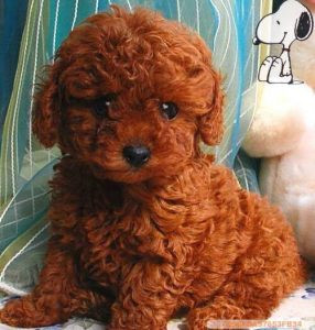 Chó Teacup Poodle màu nâu đỏ với bộ lông dày