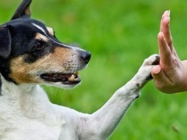 Chó thực hiện thành công bài huấn luyện bắt tay với chủ, nhận thưởng