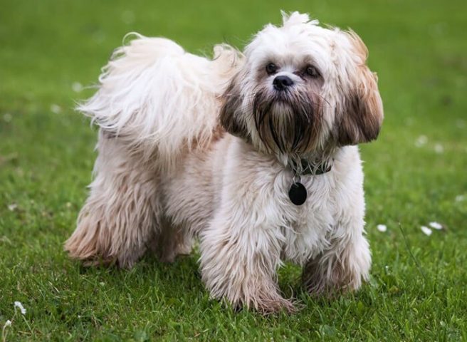 Chó Tibetan Terrier thân thiện, một giống chó thích hợp nuôi trong nhà với bộ lông dày nhưng ít rụng