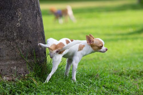 Chó Đi Vệ Sinh Bừa Bãi: Nguyên Nhân Và Giải Pháp Toàn Diện