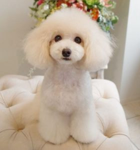 Chó Tiny Poodle màu kem trắng với vẻ ngoài thanh lịch