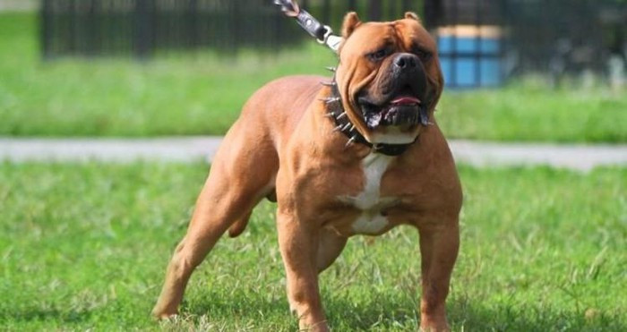 Chó Tosa Inu, còn gọi là Ngao Nhật, vẻ ngoài hiền lành nhưng là giống chó nguy hiểm