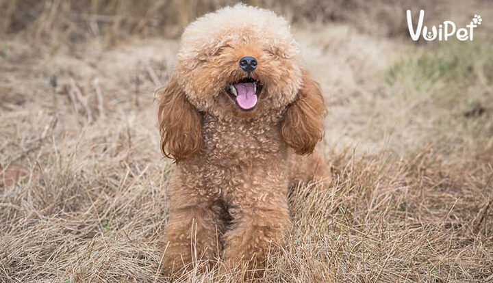 Chó Toy Poodle màu nâu đáng yêu nhìn thẳng
