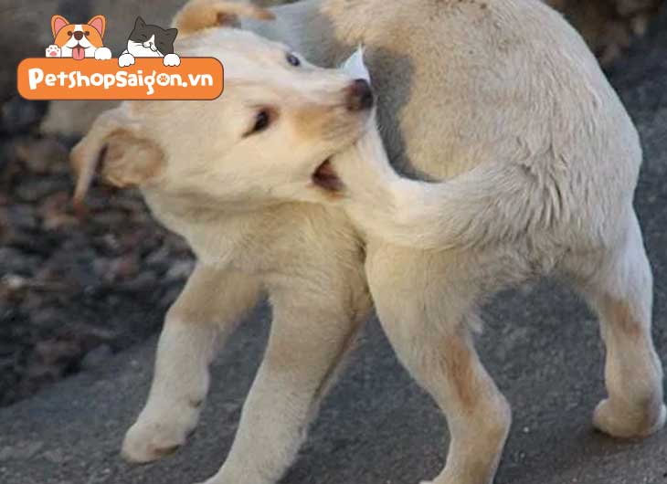 Tại Sao Con Chó Không Cắn Được Đuôi Của Mình: Giải Đáp Khoa Học