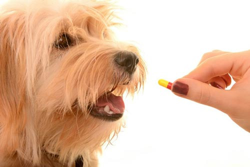Cho chó uống thuốc tẩy giun quá liều: Dấu hiệu, nguy hiểm và cách xử lý hiệu quả Cho chó uống thuốc tẩy giun quá liều: Dấu hiệu, nguy hiểm và cách xử lý hiệu quả