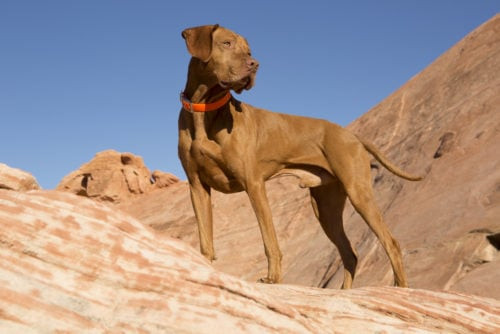 Chó Vizsla với bộ lông màu vàng hung đặc trưng, một trong những chó chạy nhanh nhất thế giới