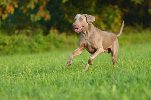 Chó Weimaraner với đôi mắt xanh và bộ lông xám bạc, một trong các giống chó chạy nhanh